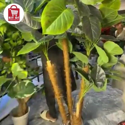 GREEN PLANT