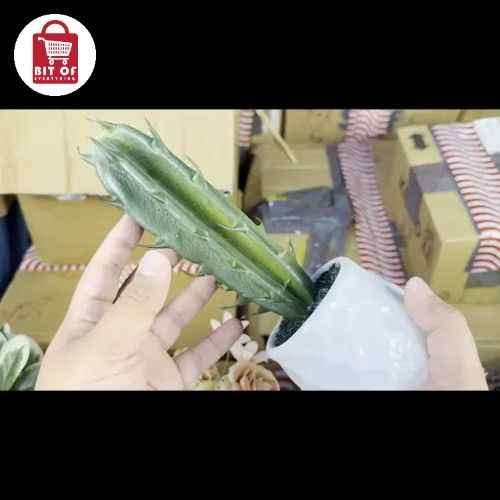 CACTUS PLANT DECORATION