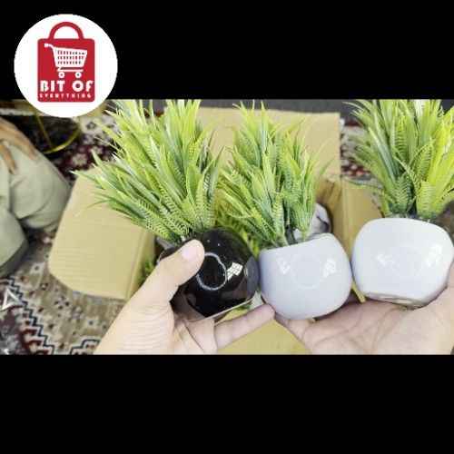 DECORATION PLANT EACH