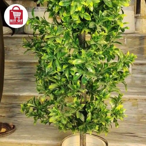 LEMON PLANT