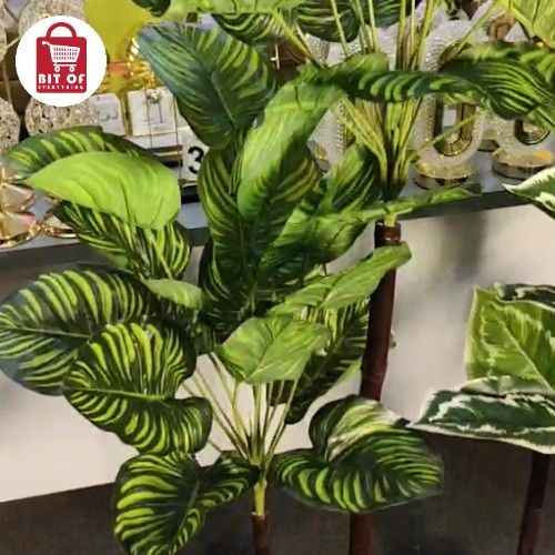 MONEY PLANT