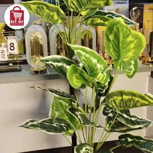 MONEY PLANT