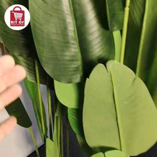 BANANA PLANT 10-LEAFS