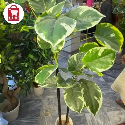 PLANT DECORATION
