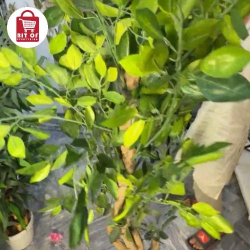 DECORATION PLANT