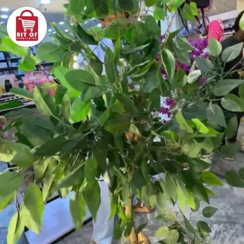 PLANT DECORATION