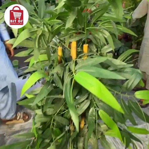 BAMBOO PLANT