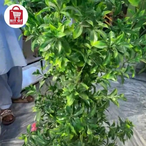 PLANT DECORATION