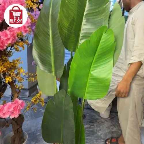 PLANT DECORATION