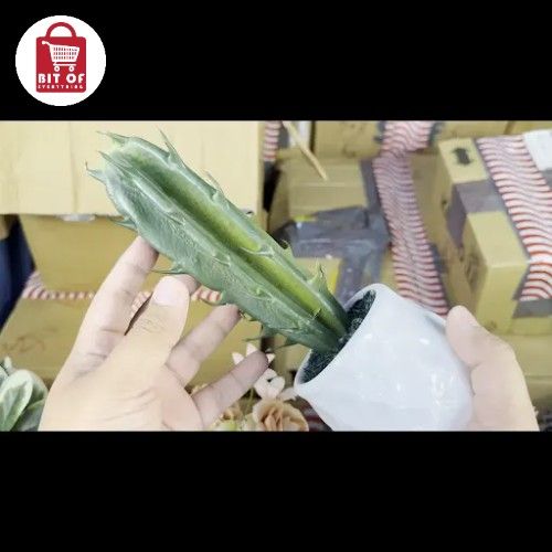 CACTUS PLANT DECORATION