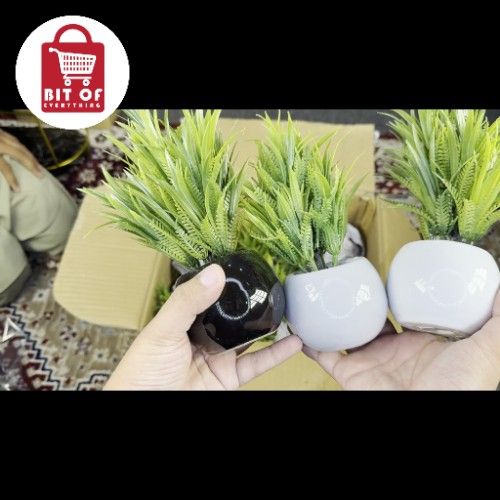 DECORATION PLANT EACH