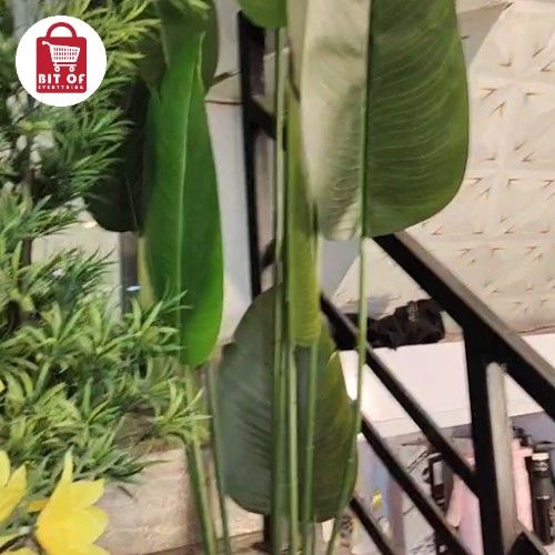 BANANA PLANT 10 LEAFS