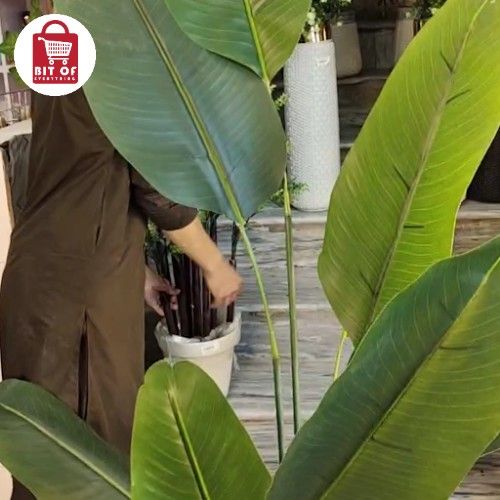 BANANA PLANT