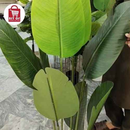 BANANA PLANT