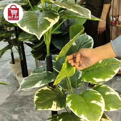 DECORATION PLANT
