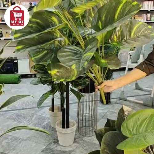 DECORATION PLANT