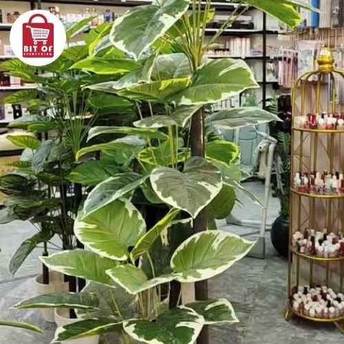 DECORATION PLANT