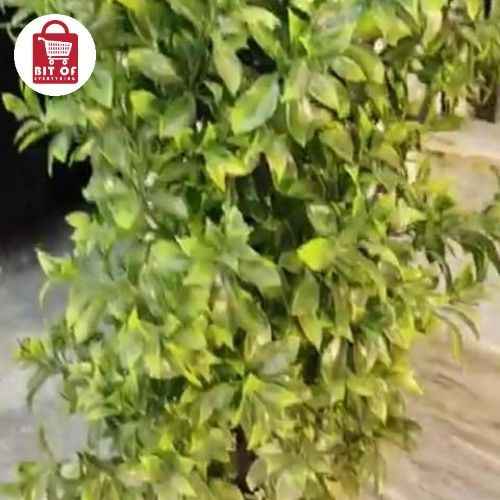 GREENRY DECORATION