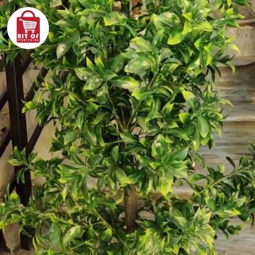 LEMON PLANT