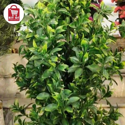 LEMON PLANT