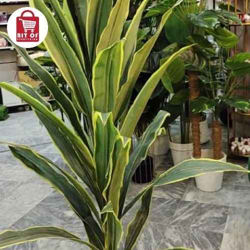SPIDER PLANT