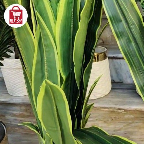 SPIDER PLANT