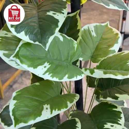 PLANT