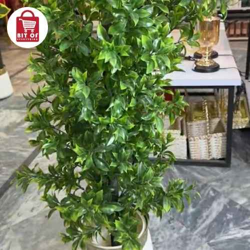 LEMON PLANT