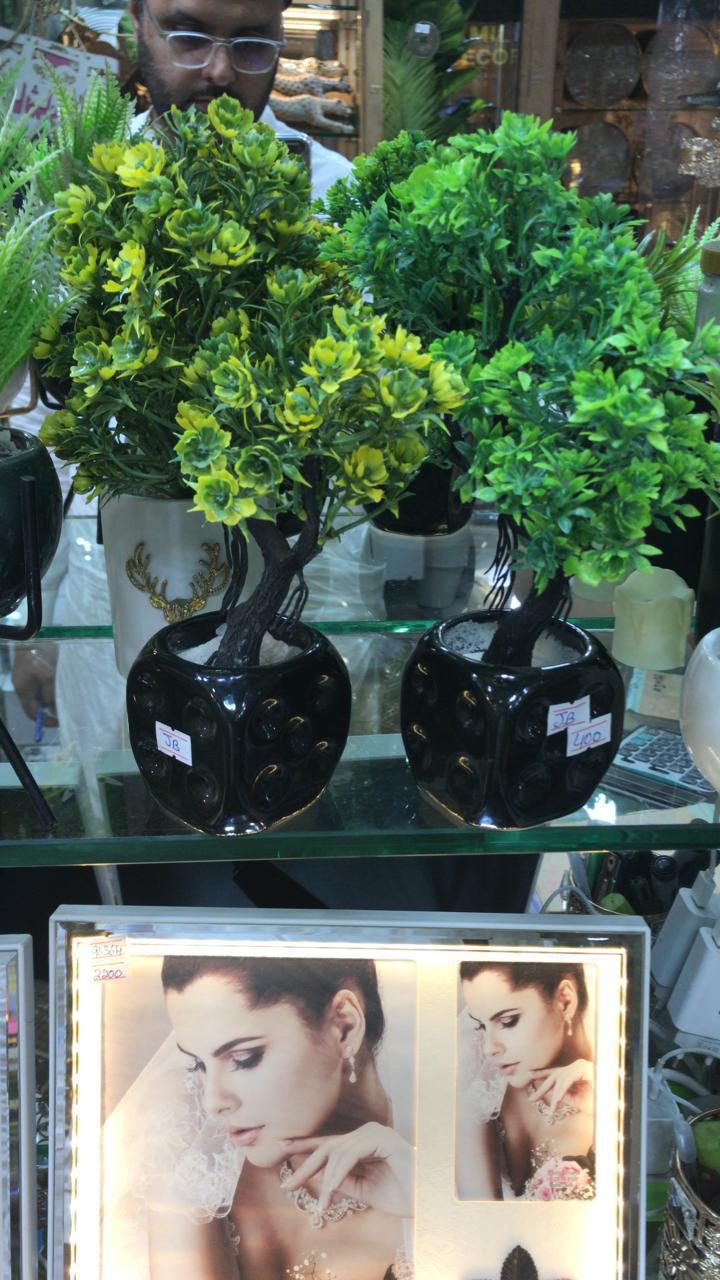 PLANT