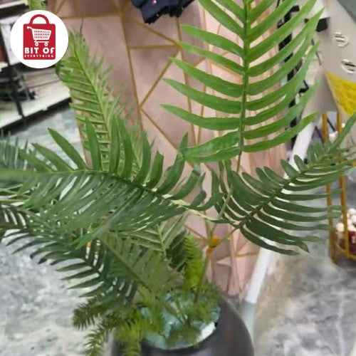 PLANT