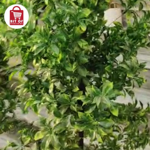 DECORATION PLANT