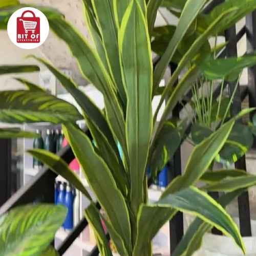 SPIDER PLANT
