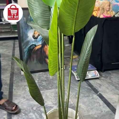 BANANA PLANT