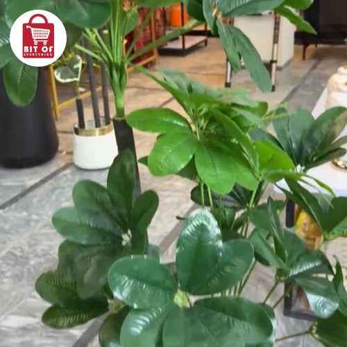 PLANT